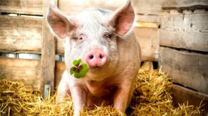 Развитие речи МАЛЫША Учимся говорить Запуск речи Развивающий мультик про животных для ДЕТЕЙ