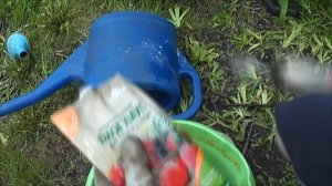 ✅ Посадка рассады ПЕРЦА болгарского в открытый грунт