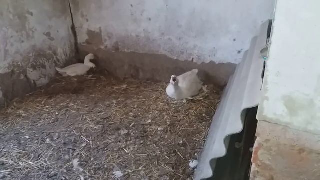 Мамуты. Гусыня села на яйца! 3 серия смотреть онлайн