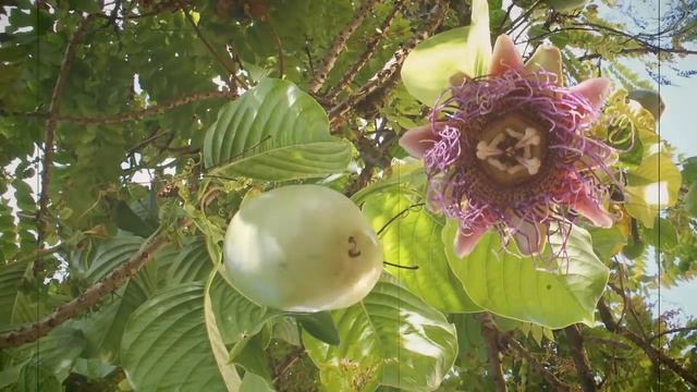 Reducir la Ansiedad y Mejorar el Sueño Con la Pasiflora