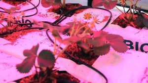 Выращивание клубники зимой под фитолампами на гидропонике и стеллажах в теплице