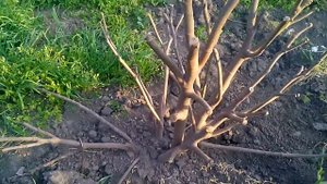 Как НЕ нужно укрывать инжир