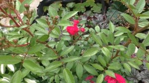 Эти растения можно сажать с розами