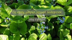 Что у меня на даче после ночного заморозка | Дача как есть Vlog 5.05.2024