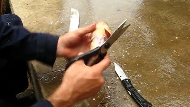 Морской ёрш(скорпена). Как безопасно разделать тушку. смотреть онлайн