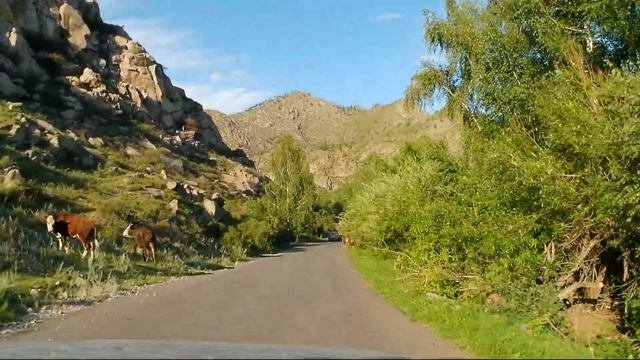 ВКО. Бухтарминское водохранилище. Кировский Залив