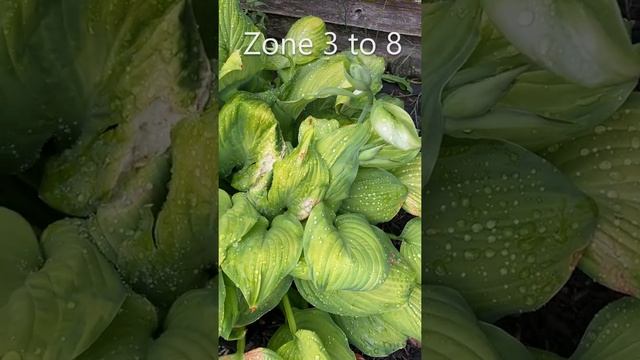 Hosta "Guacamole" Budding Up July 16, 2022