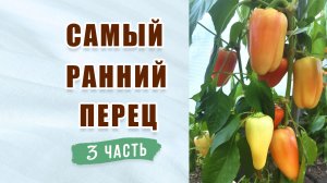 Перец сладкий Халиф. Самый ранний. Отзыв о перце часть 3.