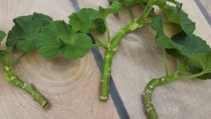 #626. Снятие черенков пеларгонии, пример на сорте ЮВ Принц Полукровка