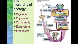 2.2.1 Sistemas ecológicos: historia, jerarquía y simbología