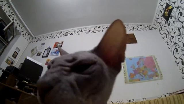 Сфинксы-лучшие коты смотреть онлайн