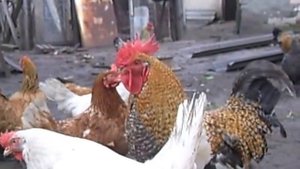 Куры и петух. Куры и петух гуляют во дворе