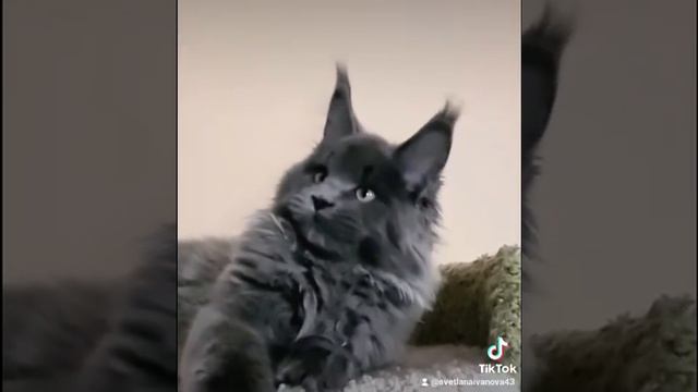 малыш Мейн-кун 3 месяца)) смотреть онлайн