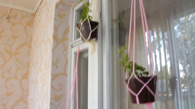 Обзор моих растений. Огурцы на балконе. Петуния, мята и мелиса.