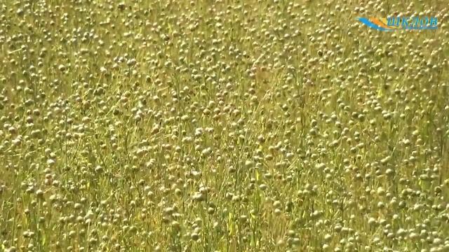 Теребление льна смотреть онлайн