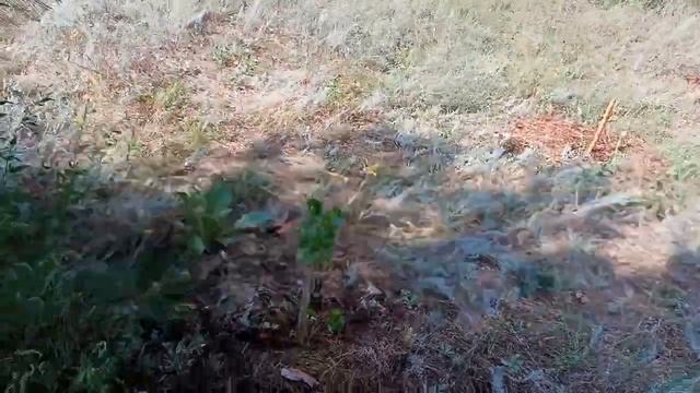 Саженцы Пирамидального Тополя из Черенков.) Очередной Полив, Репортаж :-) смотреть онлайн