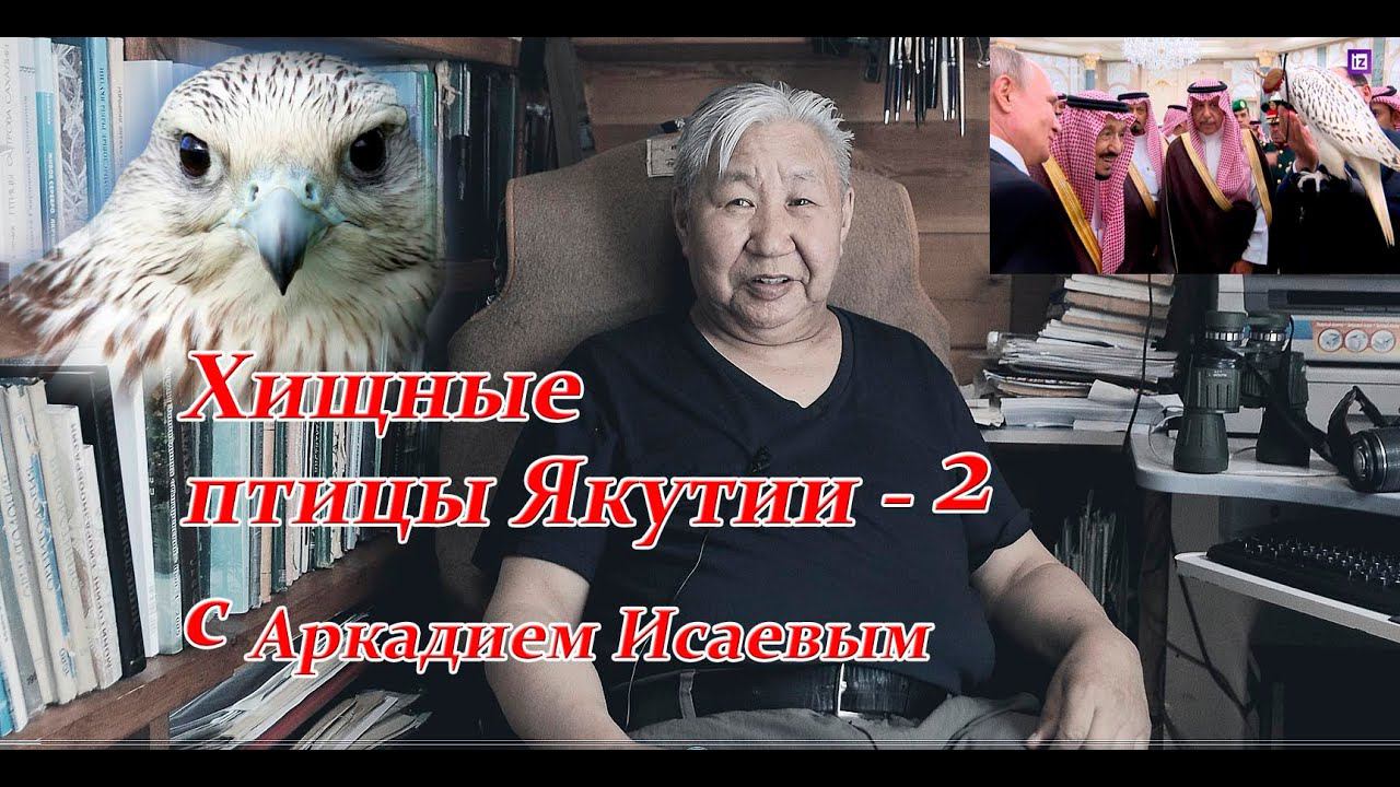 Хищные птицы Якутии - 2