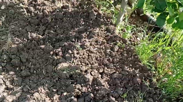 15 мая 2023 г. Работа в саду сегодня. смотреть онлайн