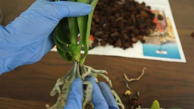 Пересадка "БАБОЧКИ";мой новый ПОДАРОК :)) смотреть онлайн