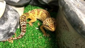 МОРФА - "TREMPER ALBINO" / ИСТОРИЯ РОНА ТРЕМПЕРА / ПЕРВЫЙ ЭУБЛЕФАР ALBINO