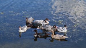 Утки на реке Сатис, рядом с плотиной. С одной стороны — частные дома, с другой — современная застрой