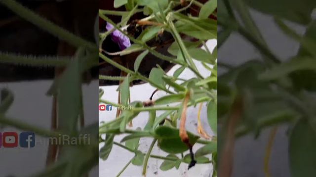 Petunia seed Collecting Method and New colour makingCorrect caring with subtitles