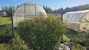 Прогулка по саду. Август 2023.