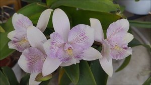caulocattleya chantilly lace twinkle