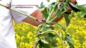 Карамба - Фунгицид и регулятор роста озимого и ярового рапса