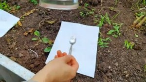 Простой сбор семян томатов своими руками в домашних условиях. Как просто заготовить семена помидор.