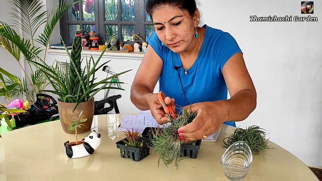 வடஸஅப சயதல பதம வட தட வரம  Tillandsia Ionantha Care In Tamil  Plants Online Sale