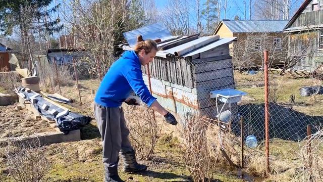 Работа на дачном участке после зимы | Перекопка теплицы и обработка крыжовника и роз