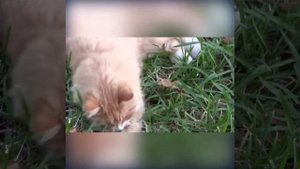 ?Сибирский кот: любимец россиян | kotovideo ?