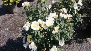 Partial Sun On Pink Knockout Roses