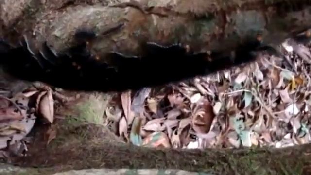 Крутой эквалайзер! Lagartas do Tchan! смотреть онлайн