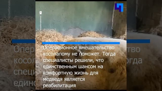 В Московском зоопарке рассказали о реабилитации белого медведя Диксона смотреть онлайн