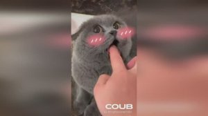 СМЕШНЫЕ КОШКИ И КОТЯТА | КОРОТКИЕ ВИДЕО | #SHORTS