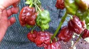 Trinidad Moruga Scorpion Chocolate. Тринидад Скорпион шоколадный