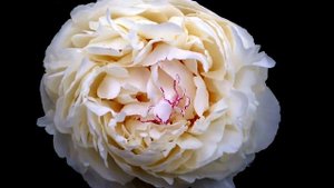 Peony Mary E Nicholls - www.peonyshop.com