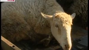 Курбан-Байрам