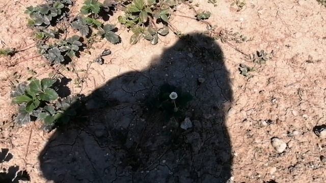 Невероятное затишье. Обзор огорода и курочек. смотреть онлайн