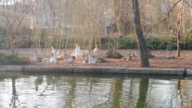 Утки - VIP ! Горпарк Краснодара смотреть онлайн