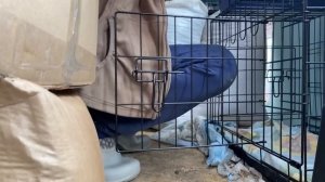 Спасение животных / Как успокоить собаку, которая забивается в угол? / Помогаем зоозащитникам