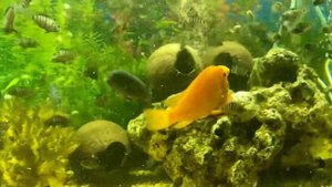 Псевдотрофеус красная зебра