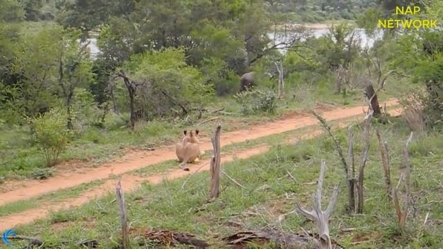 Powerful Wild Animals Fight Buffalo vs Lion, Crocodile vs Leopard - Hyena, Tiger, Wild Dog смотреть онлайн