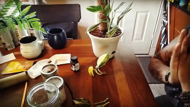 Propagating My Monstera Standlyana смотреть онлайн