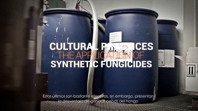 Tecnologías Usach | Fungicida Natural Contra Botrytis Cinerea