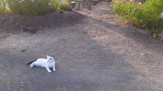 Влог. Новая стрижка. Купила новый корм для кошек, а они его не едят. смотреть онлайн