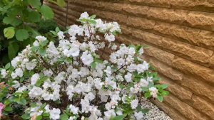 Эффектные цветущие кустарники для сада и дачи. Основной уход. Цветение.