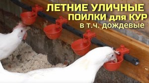 Как устроить летние уличные поилки в курятнике на даче #сезонконтентаRUTUBE